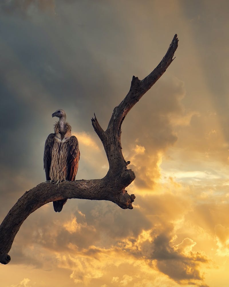 A vulture perched on a branch, this unsuspecting species serves others by naturally managing disease control.