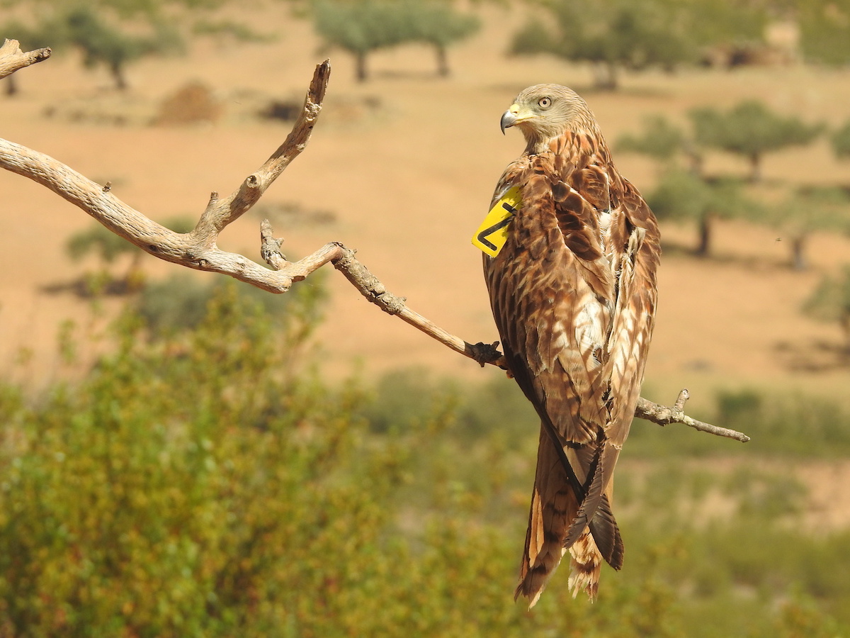 a wing-tagged red kite