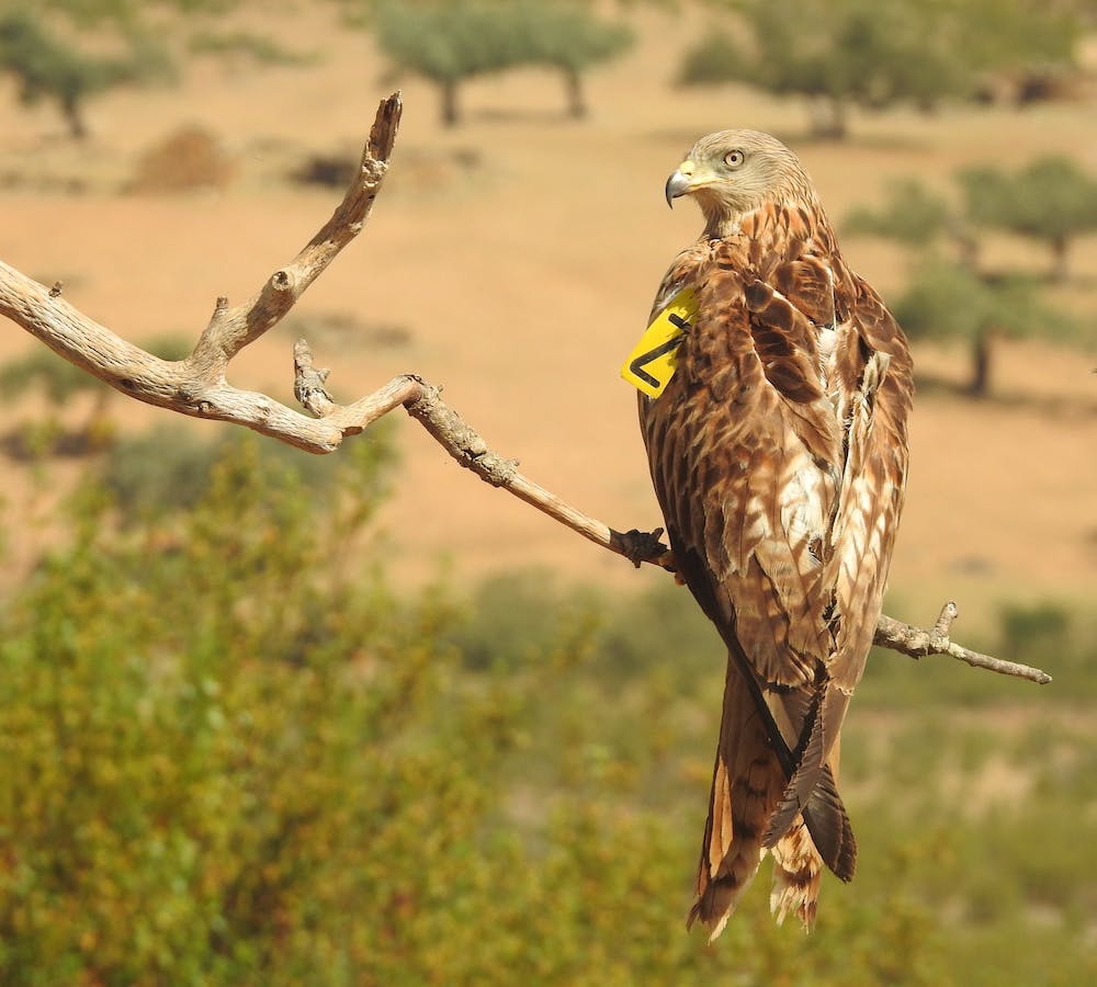 a wing-tagged red kite