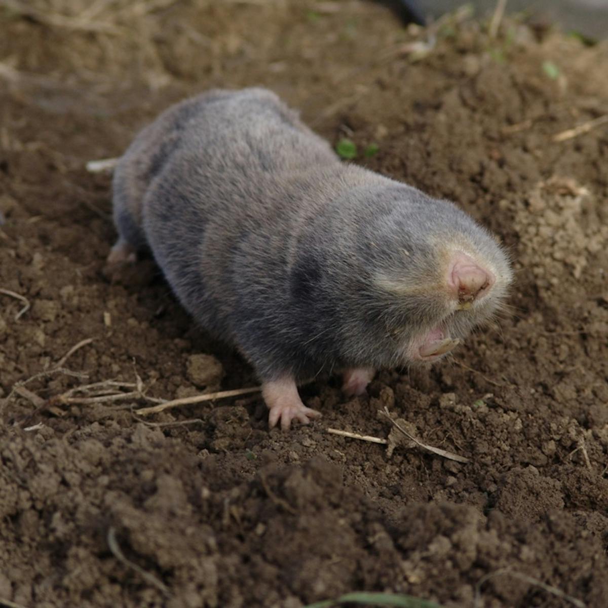 a lesser blind mole rat