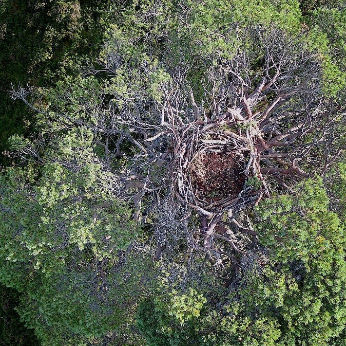 Alladale Wilderness Reserve and Mossy earth eagle platform nest from a birds-eye-view.