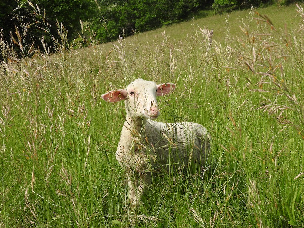a sheep at Beckovske Skalice