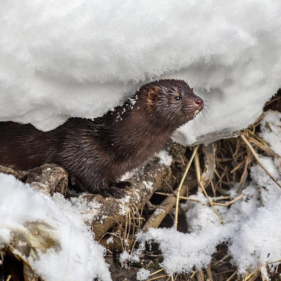 An American Mink in snow