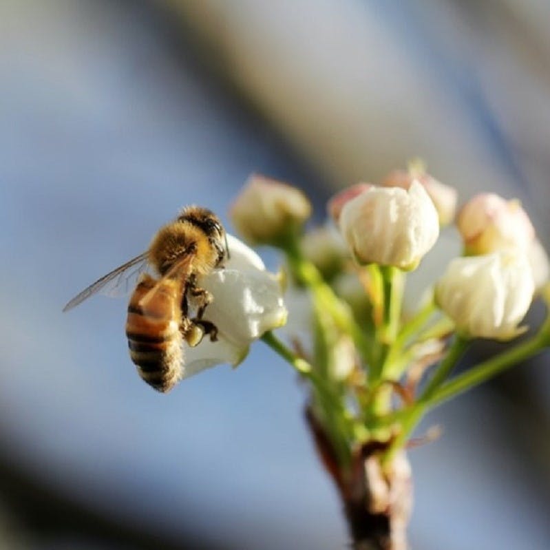 A bee collects a flower's nectar and contributes to pollination. 