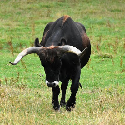 Aurochs, a super cow from the past, playing a crucial role in rewilding across Europe