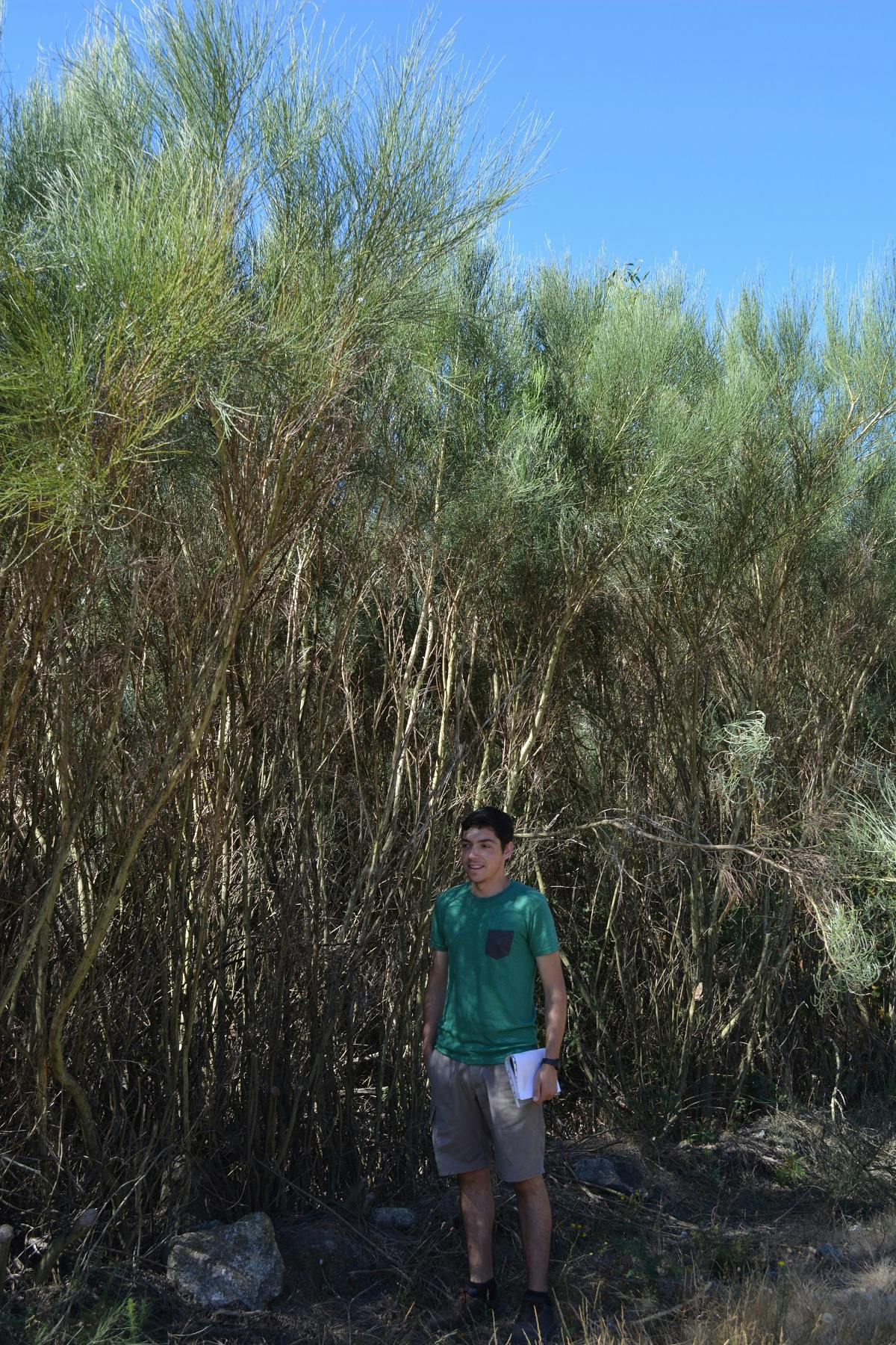 A forest engineer stands next to 3 metre tall Portuguese broom. This dominant, dry dense species is perfect fuel for Portugal's wildfires.