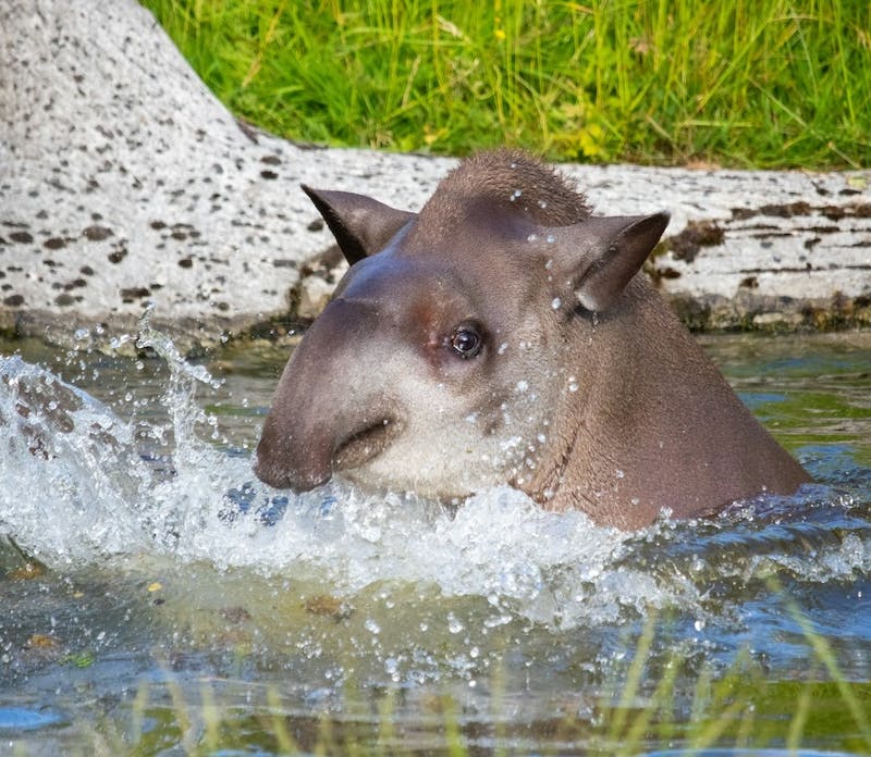 a tapir splashing in water
