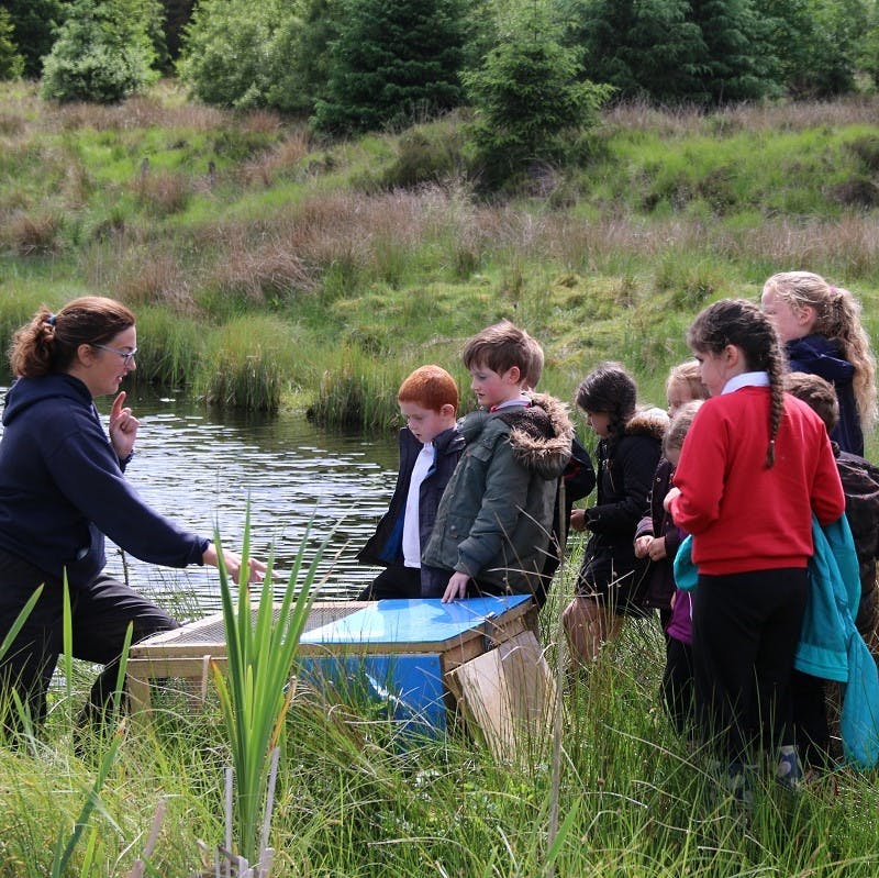 Water voles being released back into the wild by Kelly Hollings, Restoring Ratty Project Officer for Northumberland Wildlife Trust.