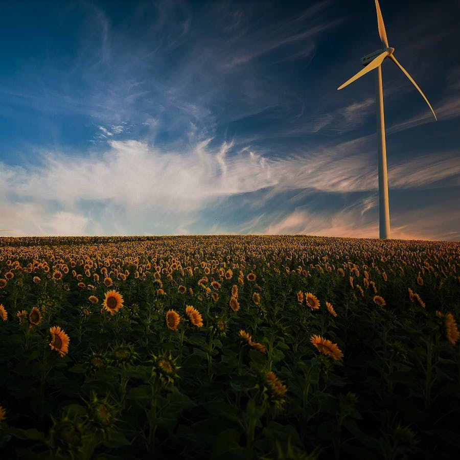 A wind turbine in a field of sunflowers. 