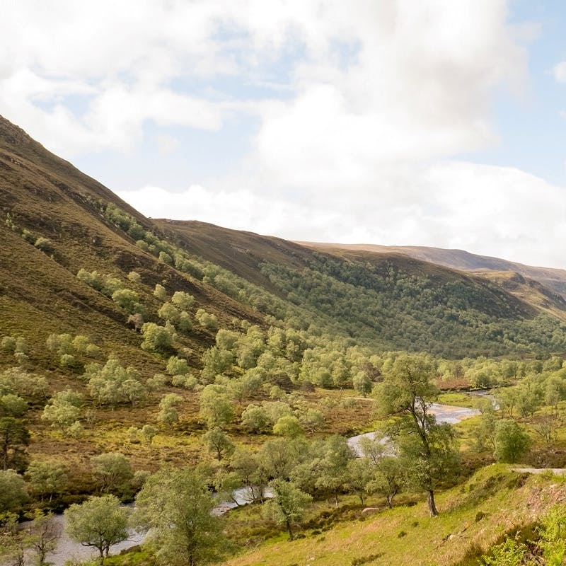 Rolling hills, trees and a river at Alladale Wilderness Reserve.