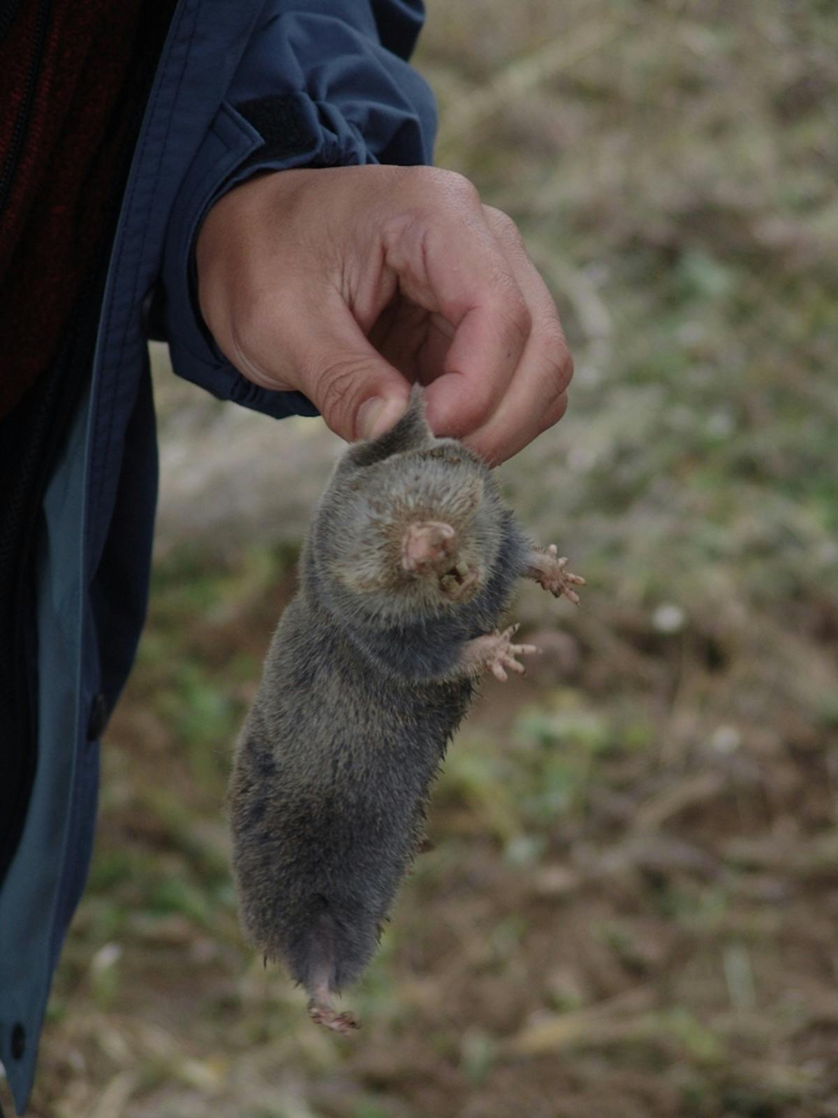 a person holding a lesser blind mole rat by the fur of its neck