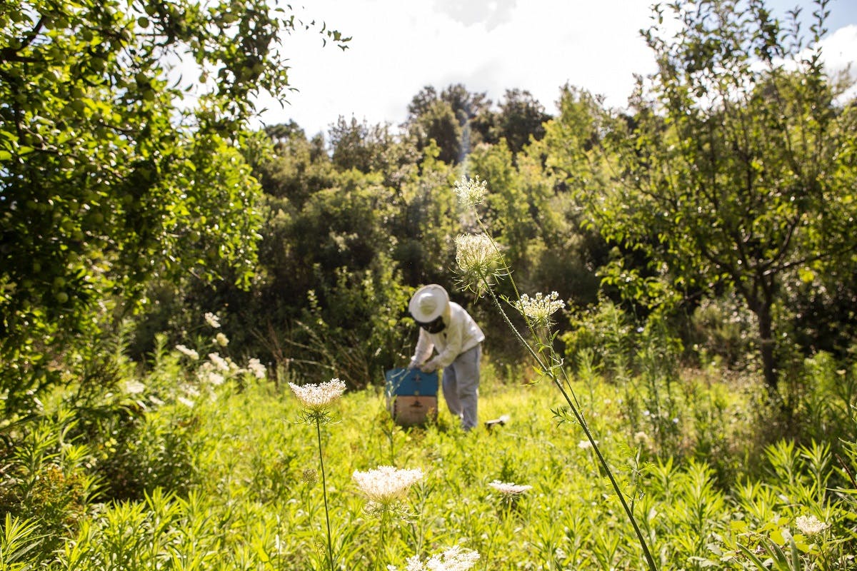 A bee keeper tending to his hive on an organic farm. Opting for organic produce is an easy step to saving the bees.