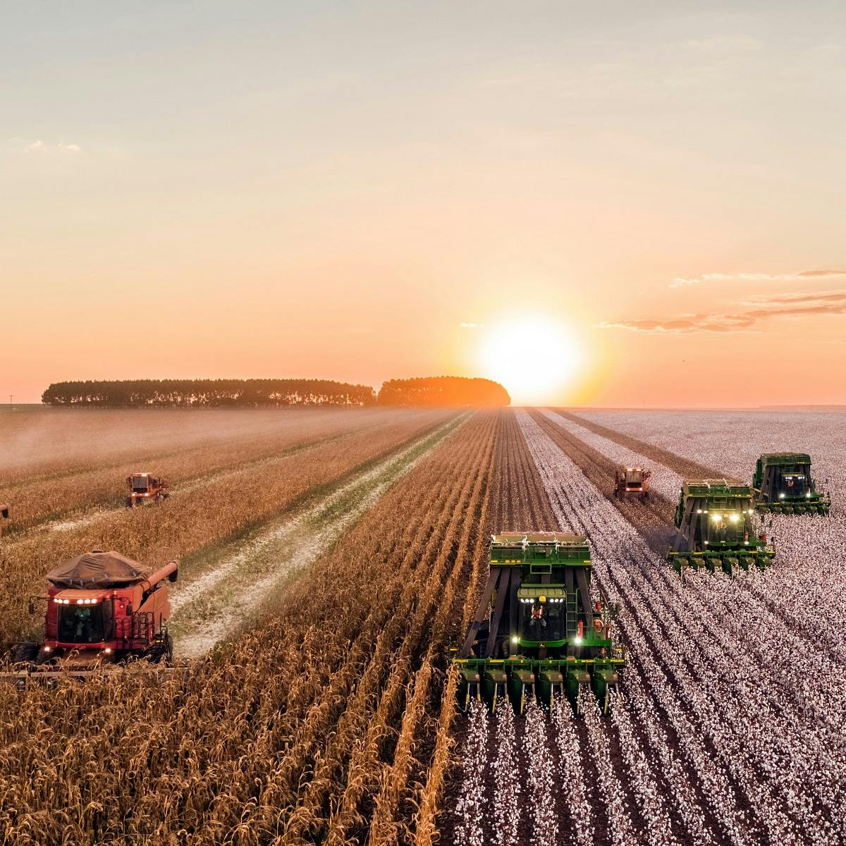 Humanly engineered fields of grain that cover huge areas of the landscape are being harvested. Rewilding seeks to restore some of these lands we have destroyed. 