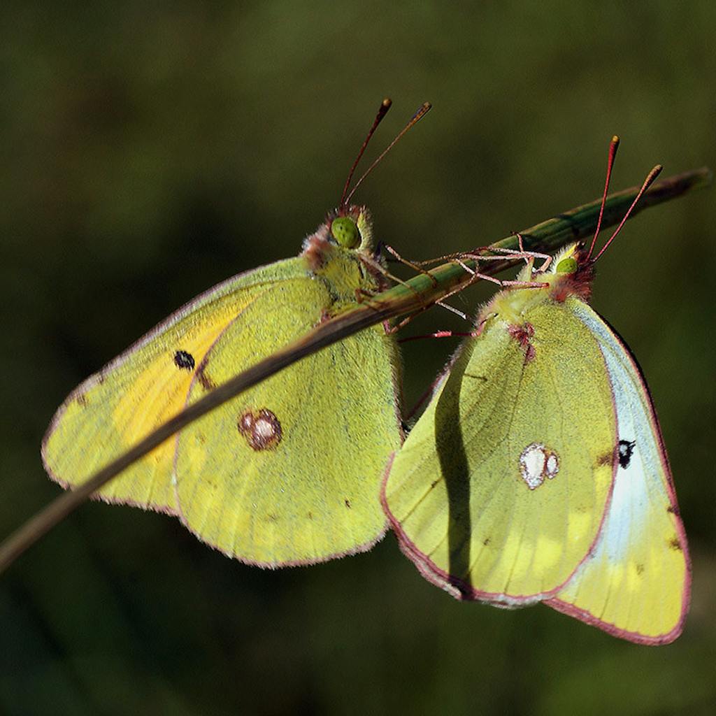 Colias myrmidone