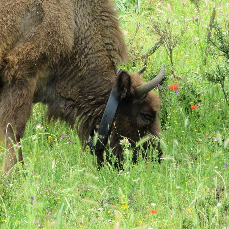 Bison cow with GPS collar in Encinarejo, Spain.