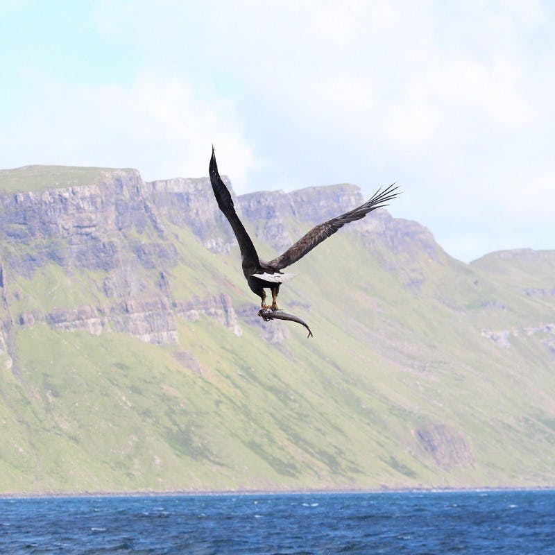 A sea eagle with a fish between its talons over the Irish sea