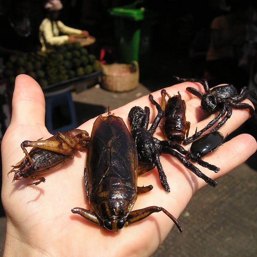 A person holding out a handful of different edible insects from roasted cockroaches to deep fried spiders