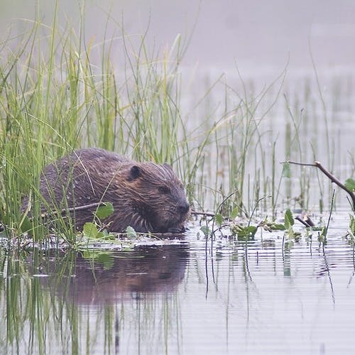 A beaver in lake surrounded by green reeds