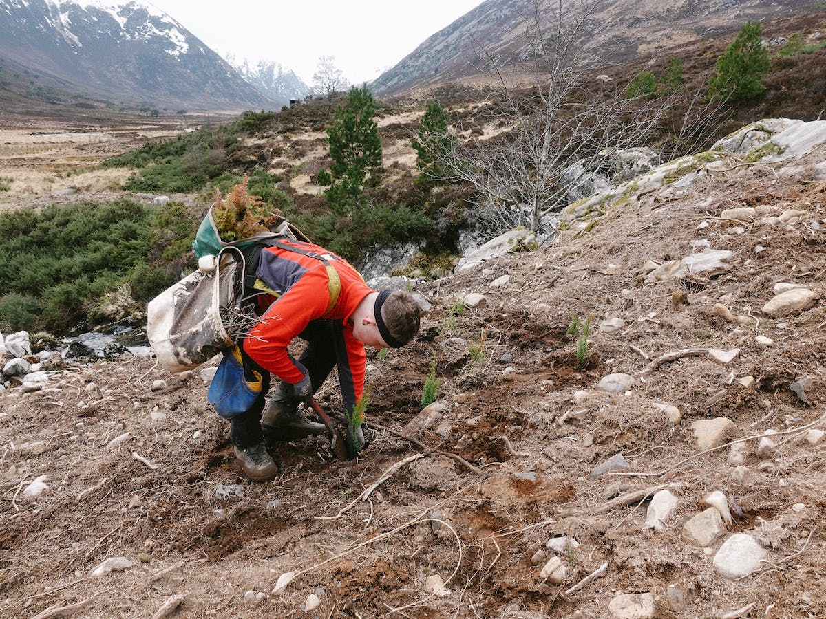 A tree planter in Scotland planting juniper saplings