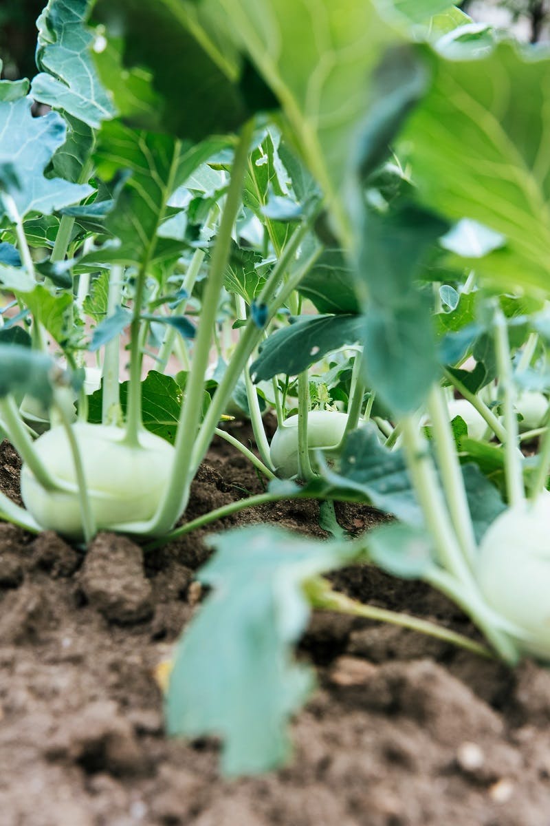 A row of radish. Growing your own fruits and vegetable is a fun and healthy way to reduce your carbon footprint. 