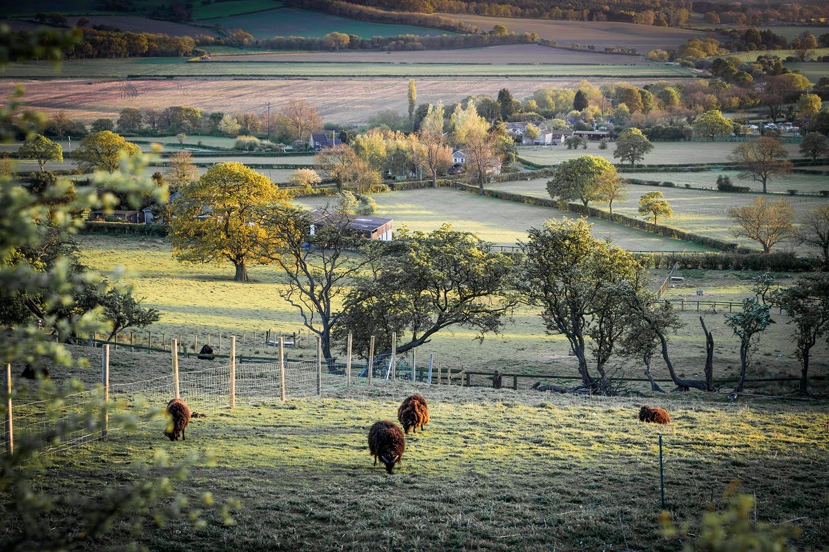 A patchwork of agricultural lands with sheep grazing in the foreground on a frosty morning. 