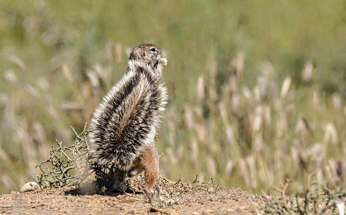 A prairie dog in America's great plains. Just one of many species to benefit from rewilding in north America.
