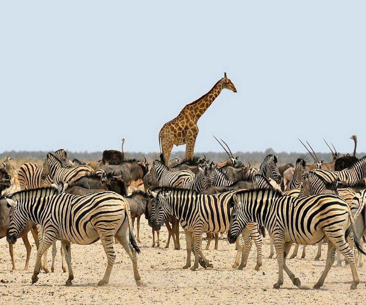 A giraffe in the background of a herd of zebras and other Namibian wildlife. Nature-based tourism helps protect these animals and the livelihoods of local people too.