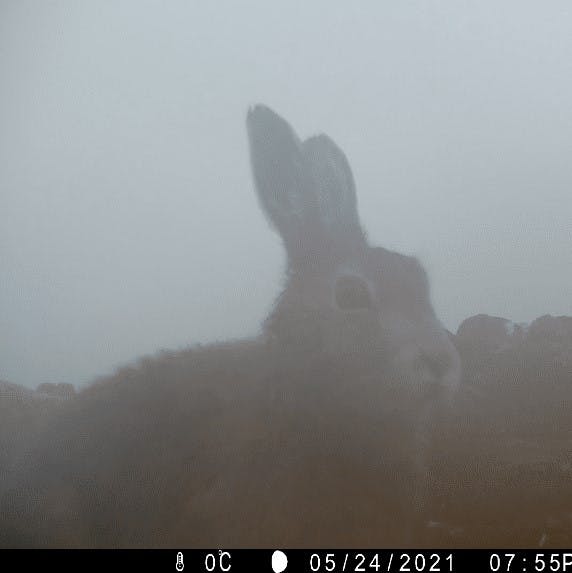 A mountain hare caught on a camera trap during the wildlife monitoring project at Alladale Wilderness Reserve.