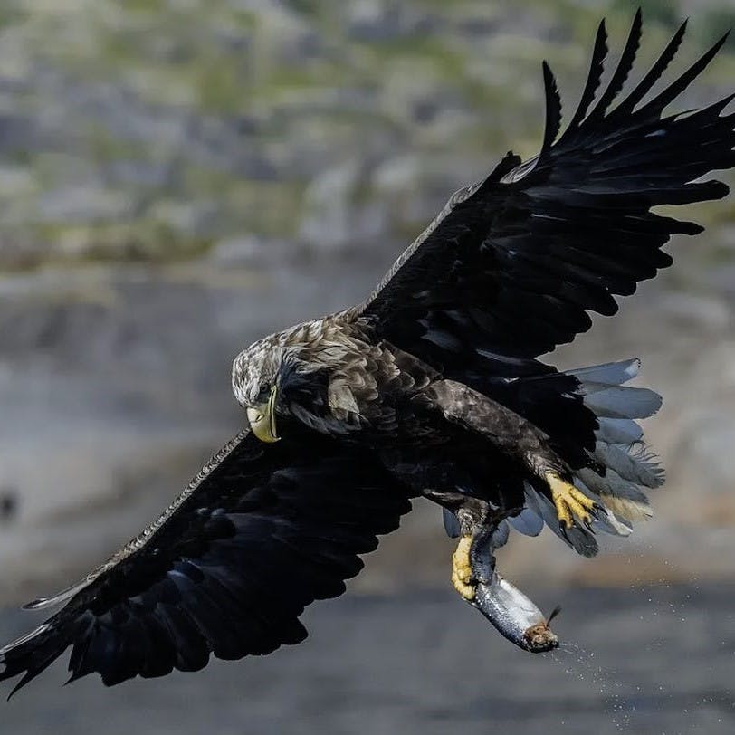 A white tailed eagle carries a fish in its talons