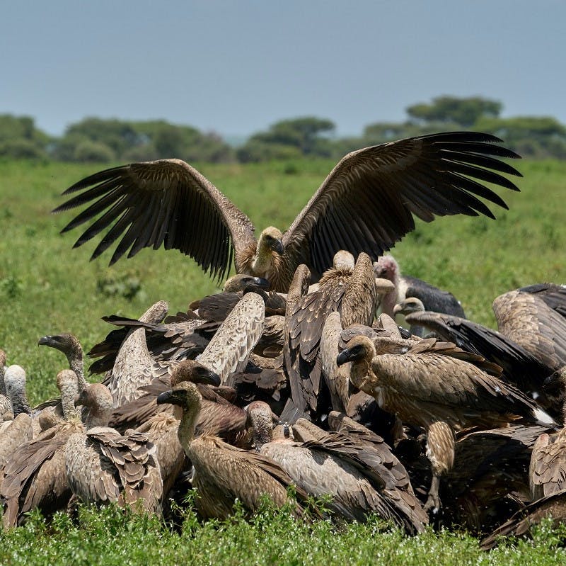 A committee of vultures feast on a carcass.