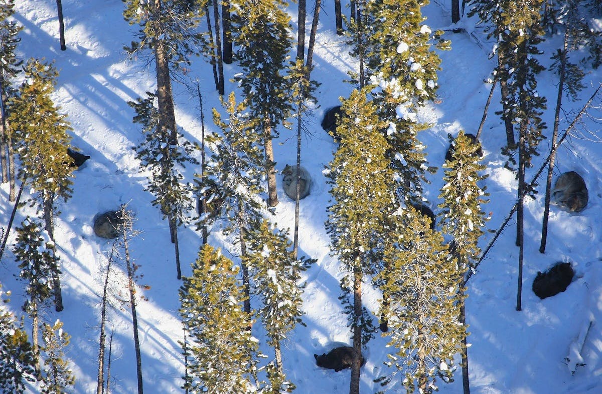 Wolves of Yellowstone national park. One of the many exemplary examples of rewilding discussed in George Monbiot's Feral: Rewilding the Land, Sea and Human Life