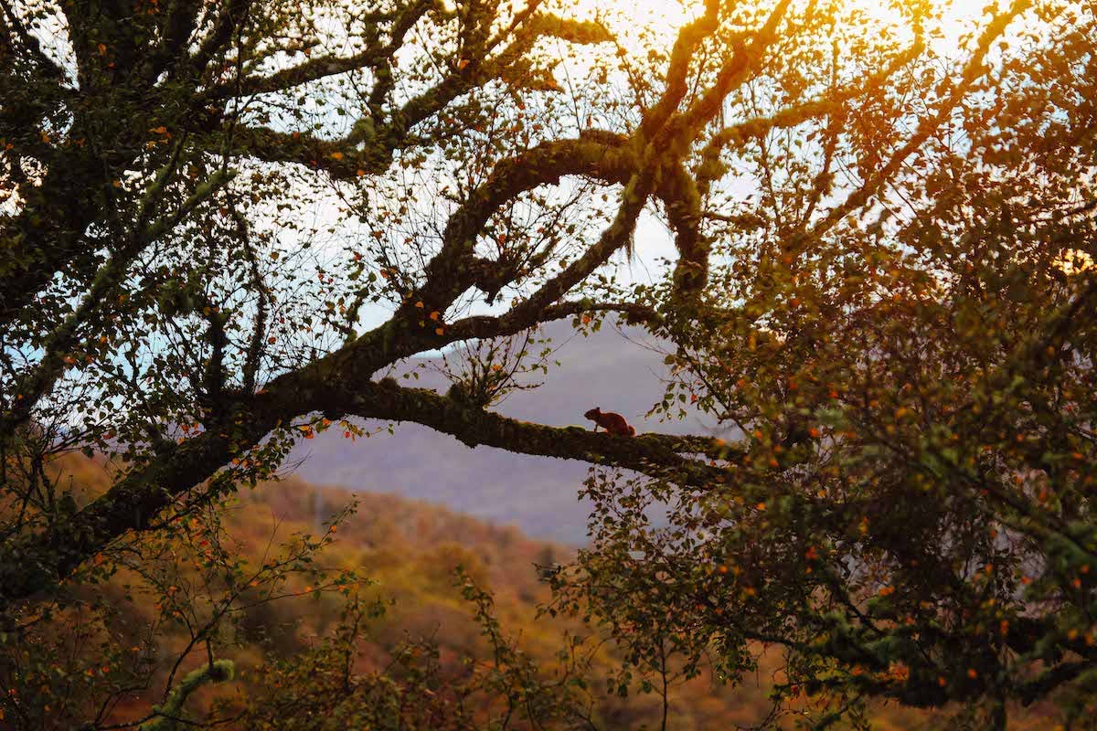 A red squirrel perches on a birch tree against a sunrise backdrop in the Scottish Highlands.