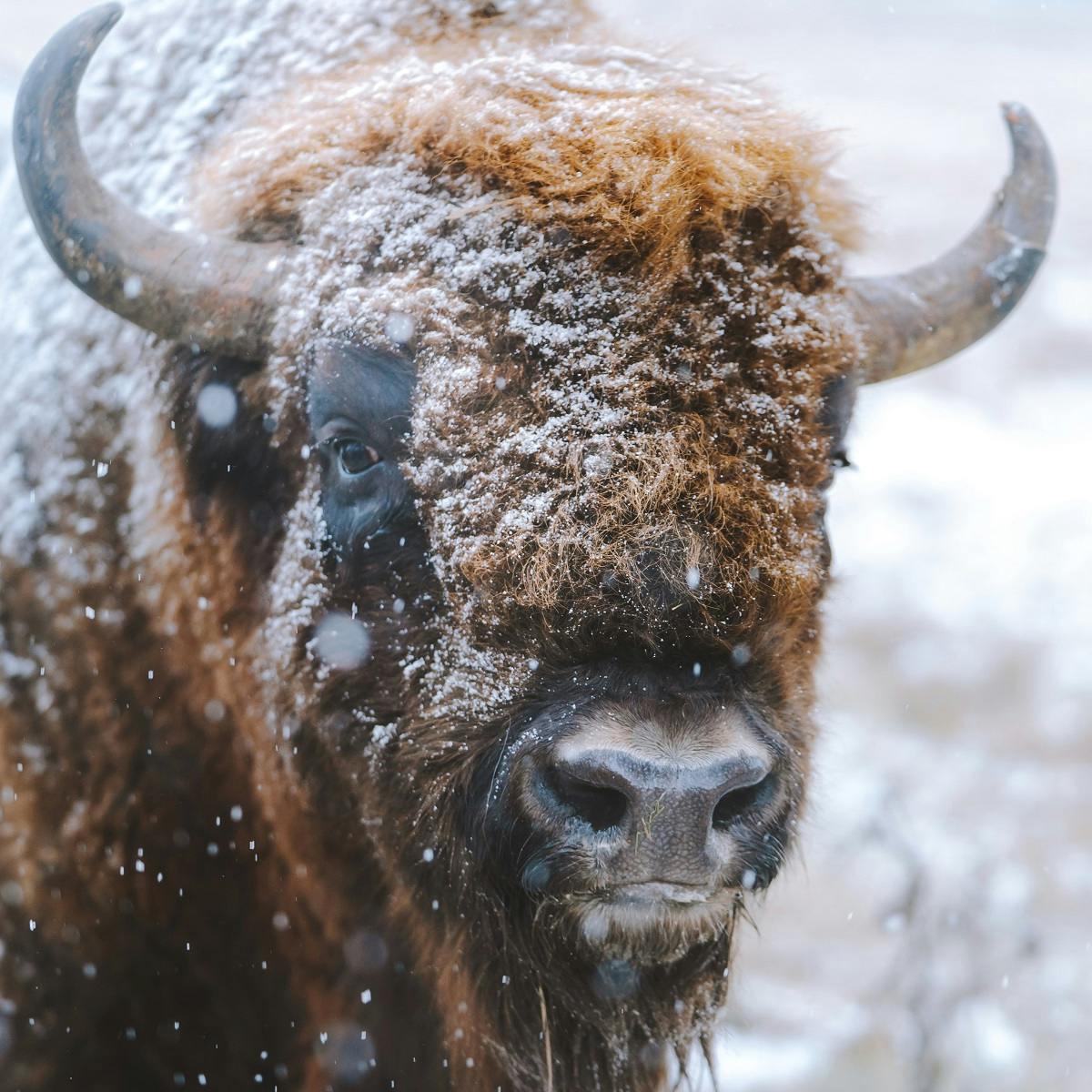 A European bison with enduring the winter snow 