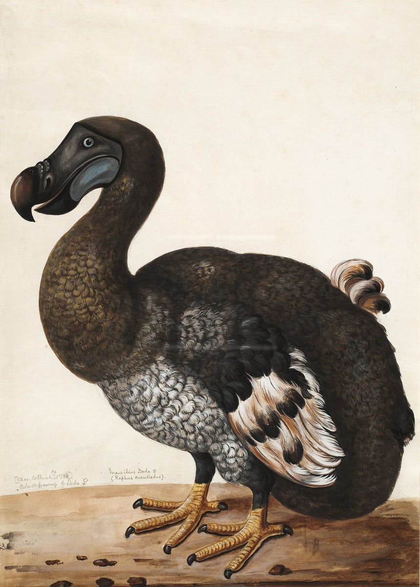A dodo