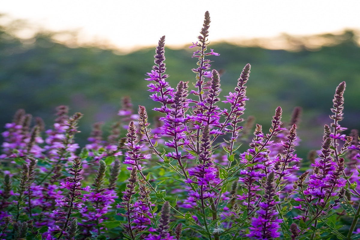 Purple Loosestrife, an invasive species to North America. Could species like this be a downside to wildlife corridors?