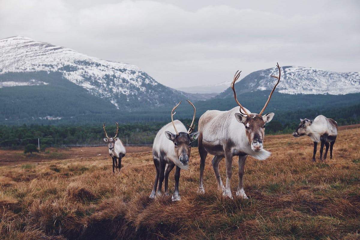Reindeer are seen grazing a tundra's grass.