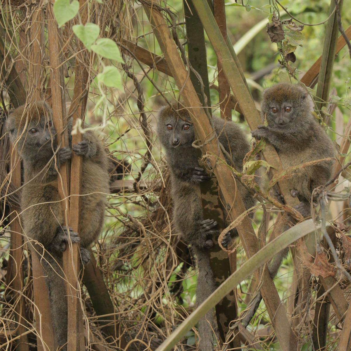 Three furry lemurs grasp brown reeds and look straight forward against a background of green leaves