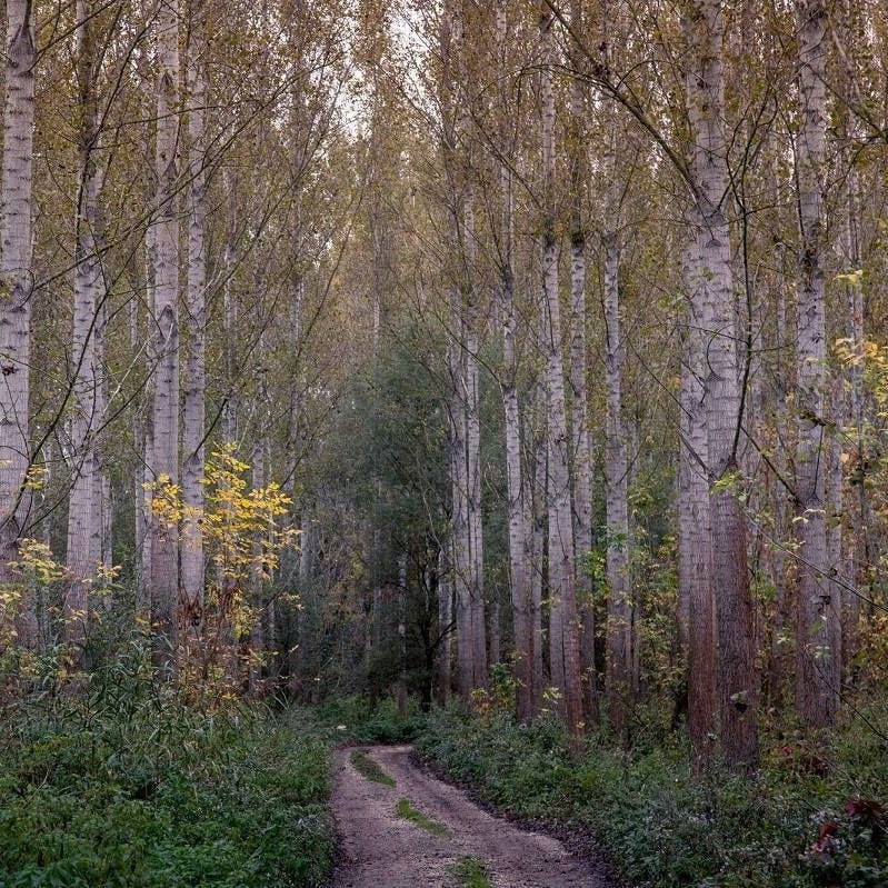 Hybrid poplar plantations, with an uncharacteristic weed-infected herb layer that hinders the natural rejuvenation of alluvial forests