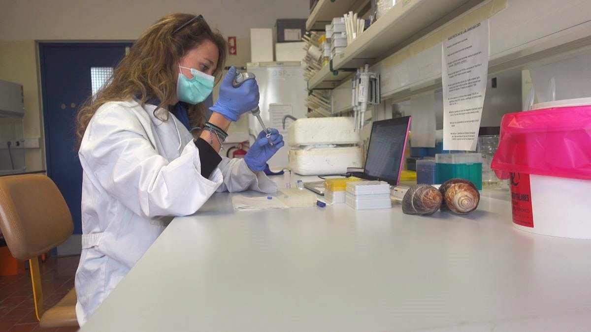 Martina Panisi processing Giant Snail samples for genetic analysis.