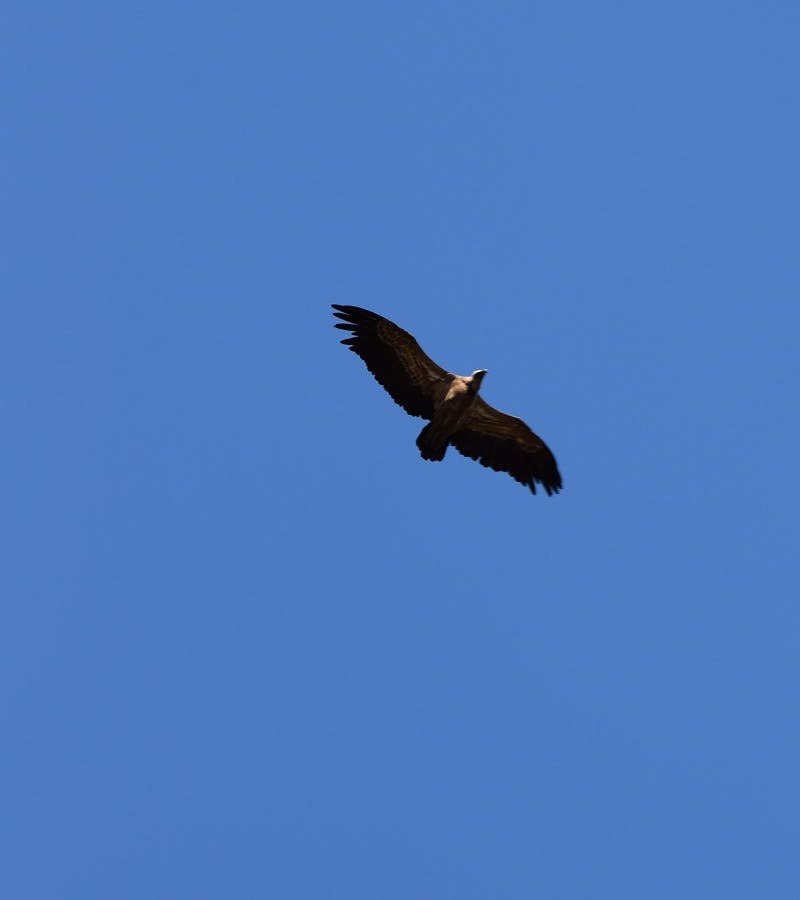 A vulture soaring high in a clear blue sky in the Douro Valley, Portugal