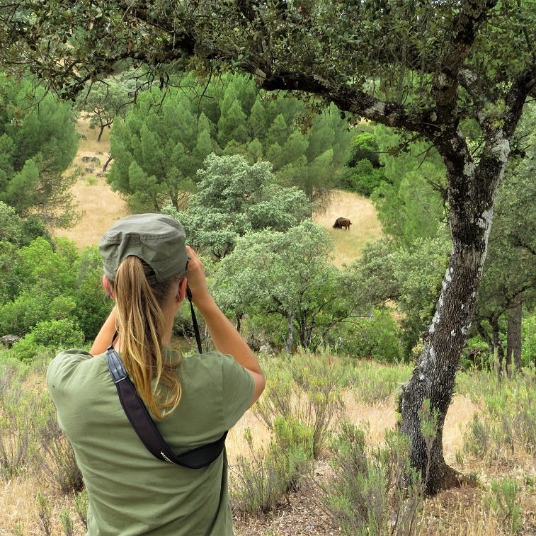 A woman observing reintroduced European bison from a distance.