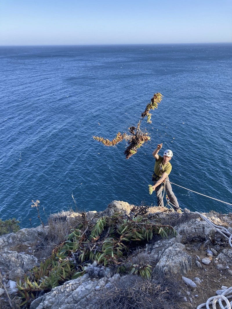 Tiago project manager at Mossy Earth removing ice plant from Cabo Espichel