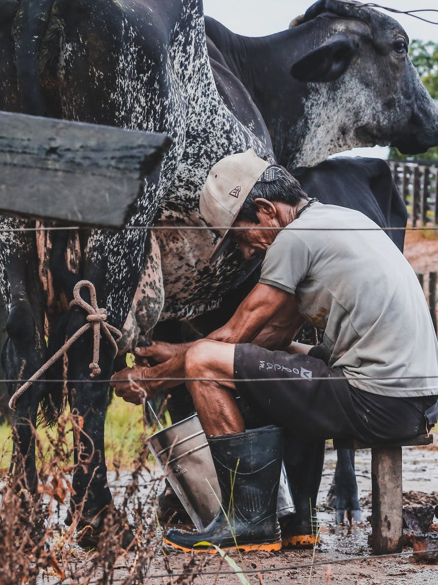 A farmer milks his cow.