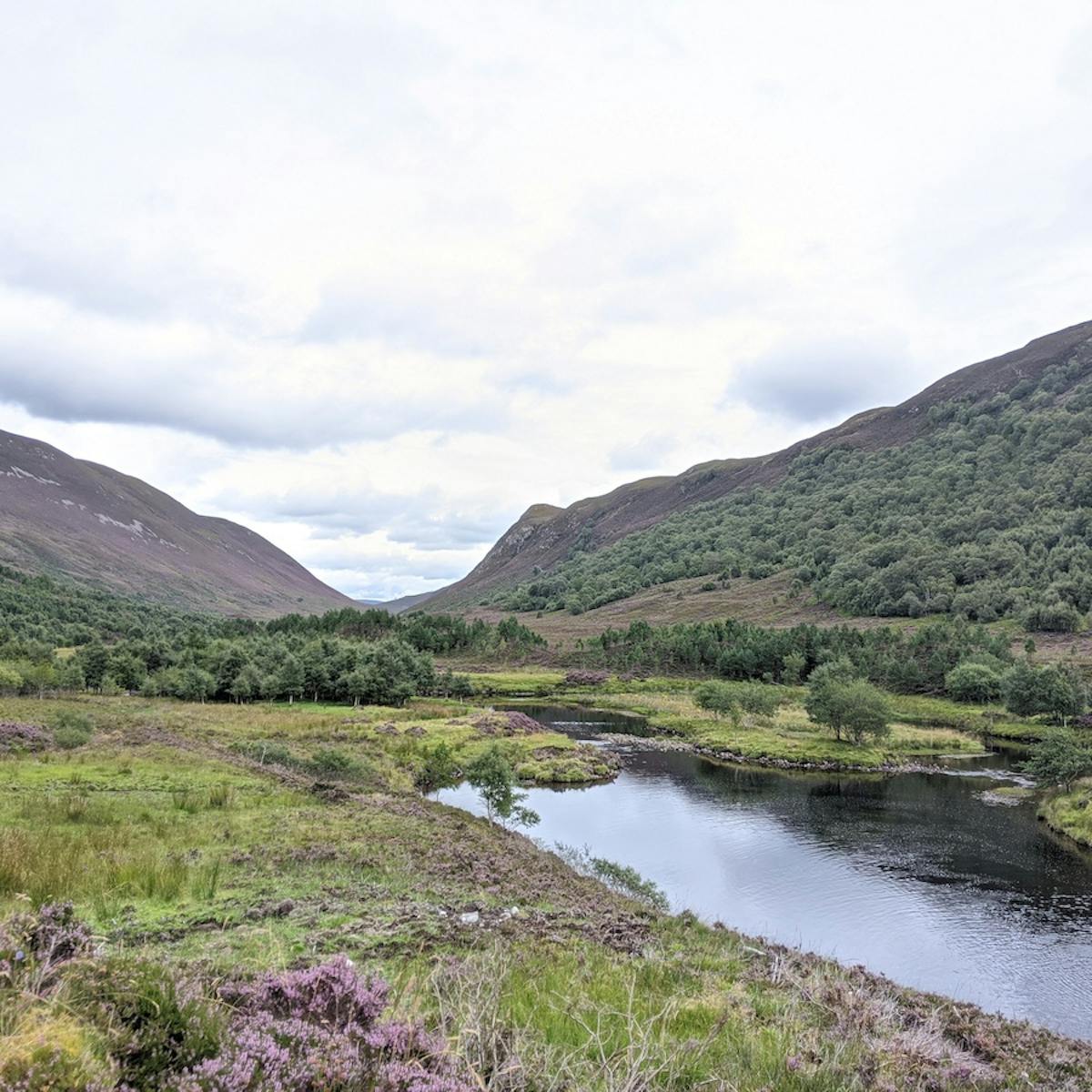 A river runs along glen mor surrounded by trees, purple heather and grass