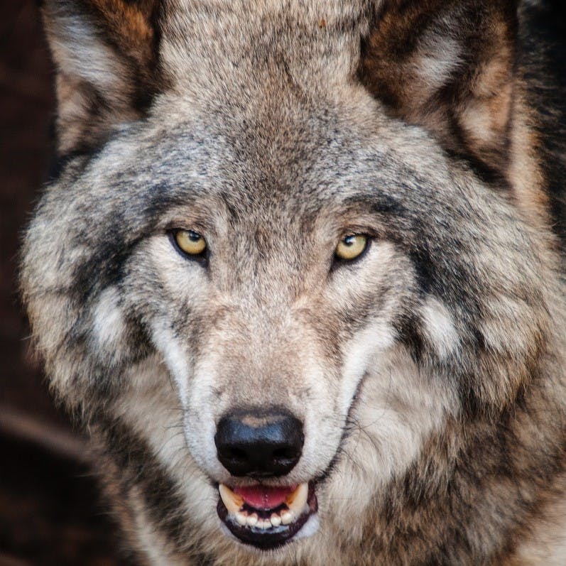 A portrait photo of a grey wolf. The wolf has become a prominent talking point in the discussion of rewilding in north America.