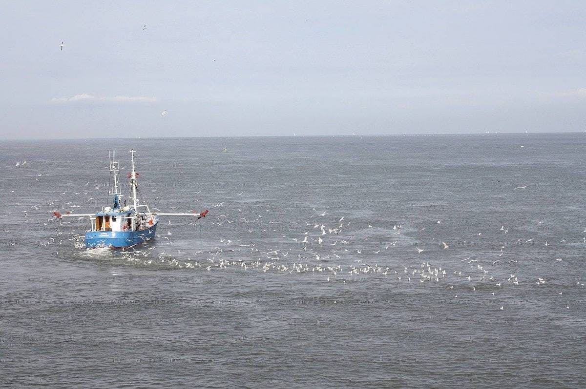 A fishing boat is followed by hundreds of seabirds