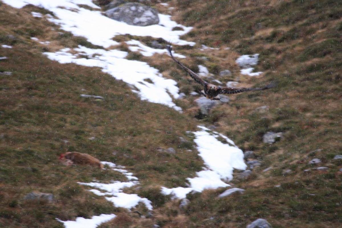 A golden eagle flying over the carcass of a red deer stag with snow in the background