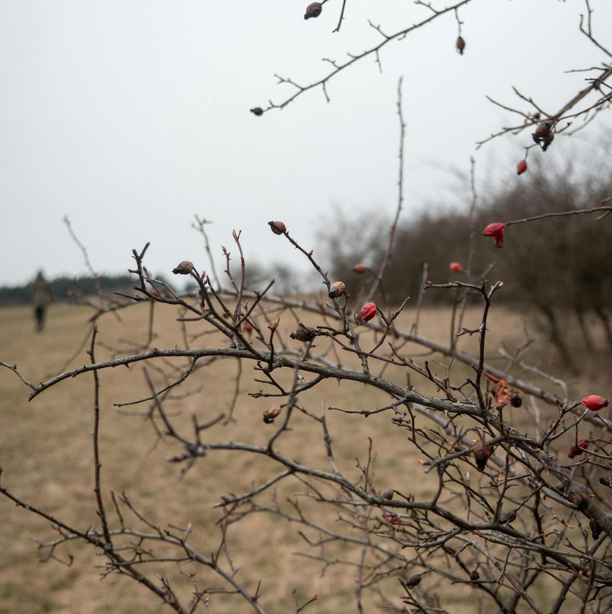 Berries cling to a the otherwise barren branches of a deciduous tree in winter