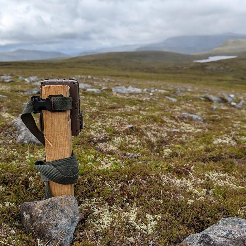 a camera trap at Alladale Wilderness Reserve