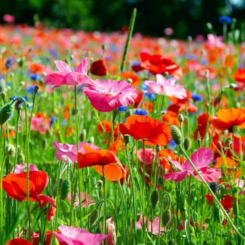 A garden full of wildflowers.  Growing a wildlife-friendly garden of native wildflowers is an easy first step to Small Scale Rewilding.